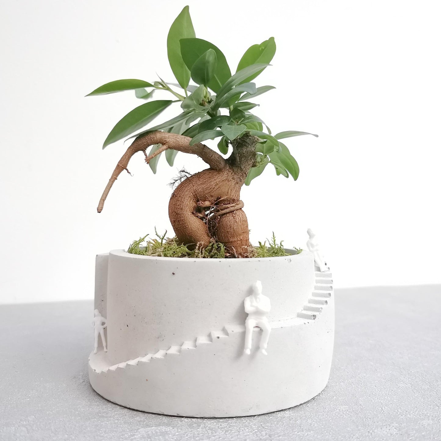 Bonsai Setup with Decorative Moss in Handmade Planter - Round (Local Delivery Only)