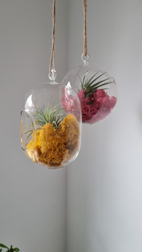 Set of 3 Hanging Glass Airplant Terrariums