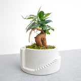 Bonsai Setup with Decorative Moss in Handmade Planter - Round (Local Delivery Only)