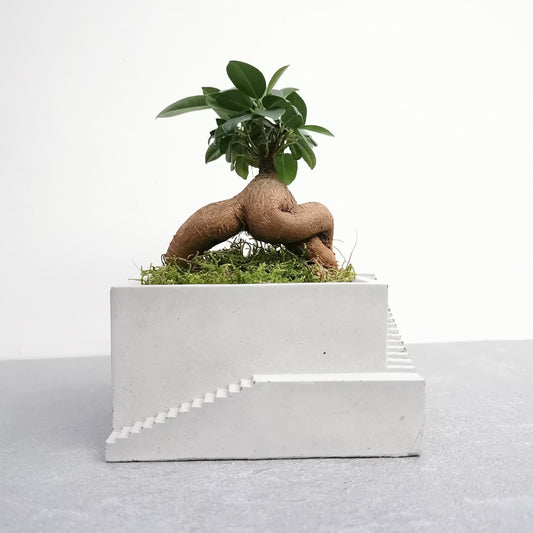 Large Square Architectural Landscape Bonsai Planter