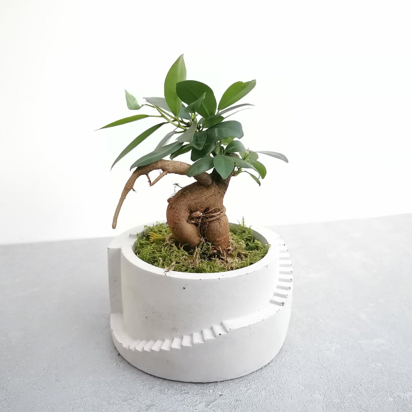 Bonsai Setup with Decorative Moss in Handmade Planter - Round (Local Delivery Only)