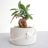 Bonsai Setup with Decorative Moss in Handmade Planter - Round (Local Delivery Only)