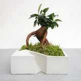 Plant Setup with Bonsai and Decorative Moss - Square (Local Delivery Only)