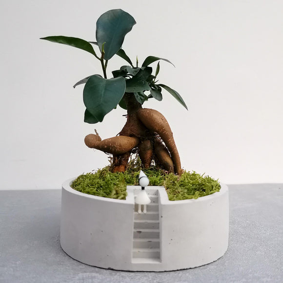 Bonsai Setup with Decorative Moss in Handmade Planter - Round (Local Delivery Only)