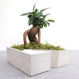 Plant Setup with Bonsai and Decorative Moss - Square (Local Delivery Only)