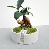 Bonsai Setup with Decorative Moss in Handmade Planter - Round (Local Delivery Only)