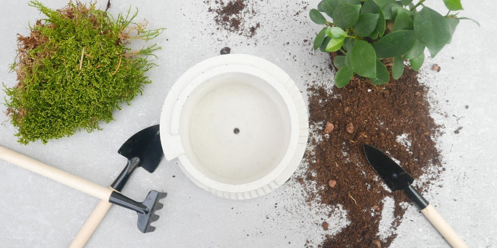 Terrarium making kit