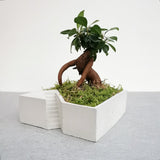 Plant Setup with Bonsai and Decorative Moss - Square (Local Delivery Only)