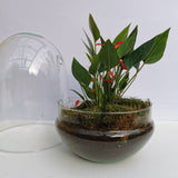 Flamingo Flower Dome Terrarium (Local Delivery Only)