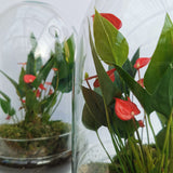 Flamingo Flower Dome Terrarium (Local Delivery Only)