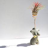 Handcrafted Male Body Shape AirPlant Holder in Copper or Gold