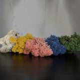 The All Knowing Sibyl: Handmade Decorative Moss/Air Plant Holder by Deterra London