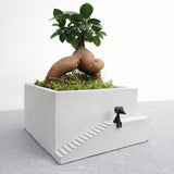Bonsai Setup with Decorative Moss in Handmade Large Planter (Local Delivery Only)