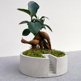 Bonsai Setup with Decorative Moss in Handmade Planter - Round (Local Delivery Only)