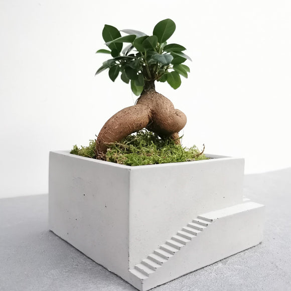 Bonsai Setup with Decorative Moss in Handmade Large Planter (Local Delivery Only)