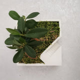 Plant Setup with Bonsai and Decorative Moss - Square (Local Delivery Only)