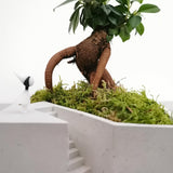 Plant Setup with Bonsai and Decorative Moss - Square (Local Delivery Only)