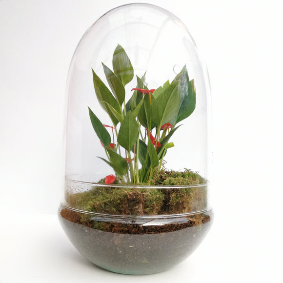 Flamingo Flower Dome Terrarium (Local Delivery Only)