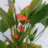 Flamingo Flower Dome Terrarium (Local Delivery Only)